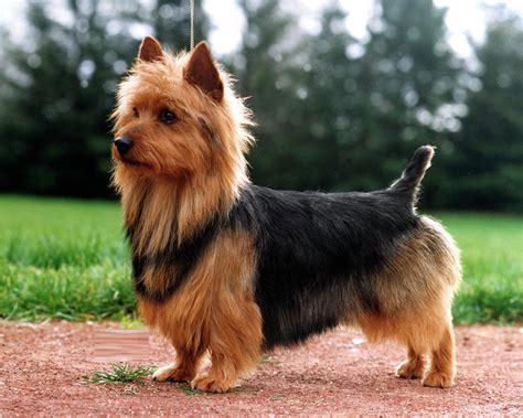 australian terrier puppies for adoption.